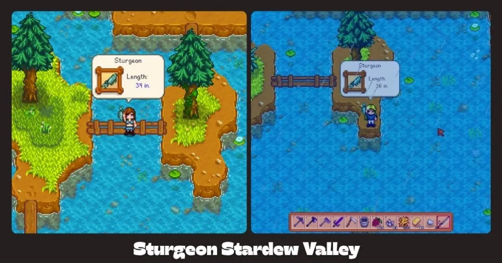 Sturgeon Stardew Valley